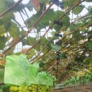 손가네농장 이미지