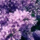 웰라헤어 이미지