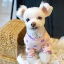 스테이 두리 이미지