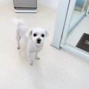 복터진 강아지 이미지