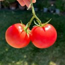 산수도인 6월 별자리 운세 이미지