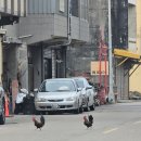 샤오츠 | 20251231 타이중(台中) 시골 식당 쑹바이 샤오츠(松柏小吃)에서 점심