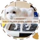 도기사우루스 | [강아지배변판]"프로도기"펫토일렛 남녀공용 대형배변판 리뷰#