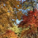 (마감)가을단풍 북한산 40분초보코스🍁+산속산장고기먹방 이미지