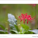 석산 꽃무릇(Lycoris radiata) 이미지