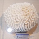 부산해양자연사 박물관