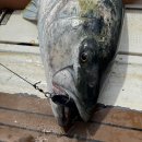 울진왕돌초 이미지