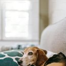 강아지공간 이미지