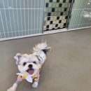 영종독 반려견 호텔, 유치원 이미지