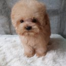 탑클래스 퍼피 이미지