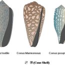 Cone Shell(청자고둥) 이미지