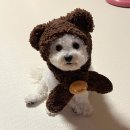 보름달 김밥 | 해운대 보름달수제간식 강아지 생일케이크 후기