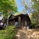 다래와 잣나무 이미지