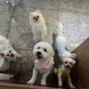 출근길 강아지 유치원 이미지