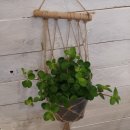 여주-0704 이미지