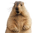 [동물 이야기] 굴 속에 침실·화장실 따로 만들어… 1년 중 3분의 2는 겨울잠 잔대요 이미지