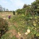 차씨네농장 이미지