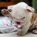 그래그래 이미지