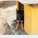 형제 농장5 이미지