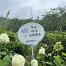 경남 고성 가볼만한곳 만화방초 수국명소 후기 6/22방문 수국축제(개화시기 꿀팁)