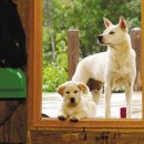 금옥이 민박 이미지