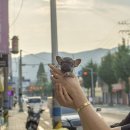 김해 강아지분양 고양이분양 도그하우스 대성점 이미지