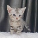 캣파라다이스 일산점 이미지