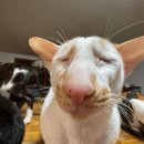 니술내술 | 니가더미쳤을까내가더미쳤을까