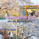 세종홈플러스건너편 | 세종 벚꽃 명소 조천변벚꽃길 다녀온 후기 (with. 실시간 개화상황, 기차포토존과 주차TIP)