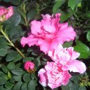 아젤리아 이미지