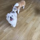 어썸 강아지 호텔 & 목욕 이미지