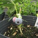 독불장군 이미지