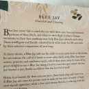 최화정 팝업북 부케북 BIRDS in a Book 패브릭 코스터 몰리 해치 HAPPY DAY THINKING OF YOU 실물 후기