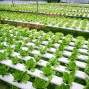 스마트팜 이미지