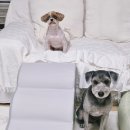 꼬마펫 | 강아지 계단 추천｜노견·슬개골 걱정되는 소형견을 위한 올미오펫 곡선형 계단 후기