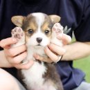 슈퍼바우 이미지