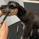 Re Pet 애견샵 이미지