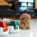 디자인독 이미지