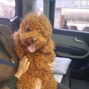 해피 펫 택시 네이버블로그