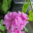 꽃보다김밥 이미지