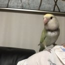 군포굿닥터동물병원 이미지