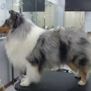 그루밍쇼 이미지