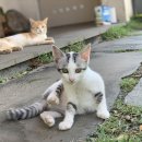 꽃과 그늘 이미지