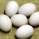 알 - 제주시 서광로14길 5 | 알