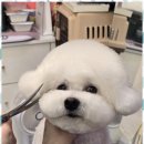 행복한 애견 미용 이미지