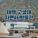 태백 관광지 투어 | 태백 가볼만한 곳 아이랑 고생대 자연사 박물관 &amp; 구문소 고생대 지질과 공룡 전시