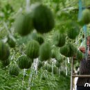 박병찬농장 이미지