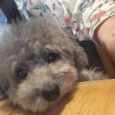 댕토피아 이미지