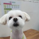 이쁜포리 이미지