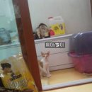 [경남 장유-김해,창원,마산,부산가능]부산 식당앞에서 구조된 4개월된 냥이남매2 가족찾아요 이미지